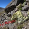 Austrocylindropuntia floccosa