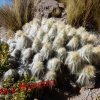 Austrocylindropuntia floccosa