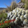 Austrocylindropuntia floccosa