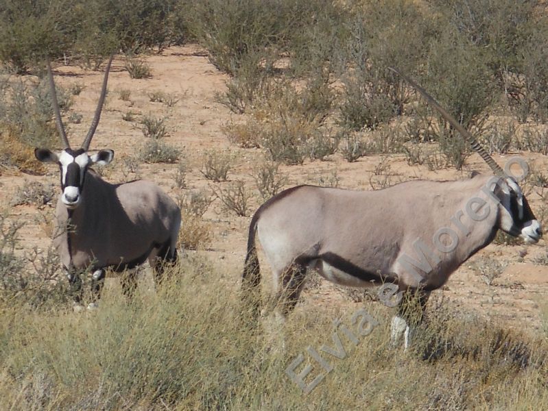 Orice (Oryx gazella)
