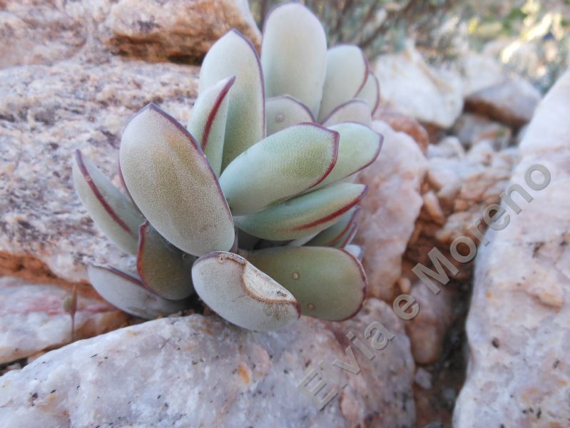 Cotyledon orbiculata