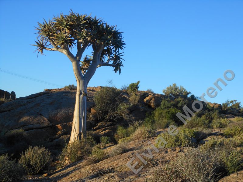 Aloe dichotoma