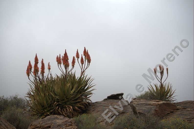 Aloe ferox