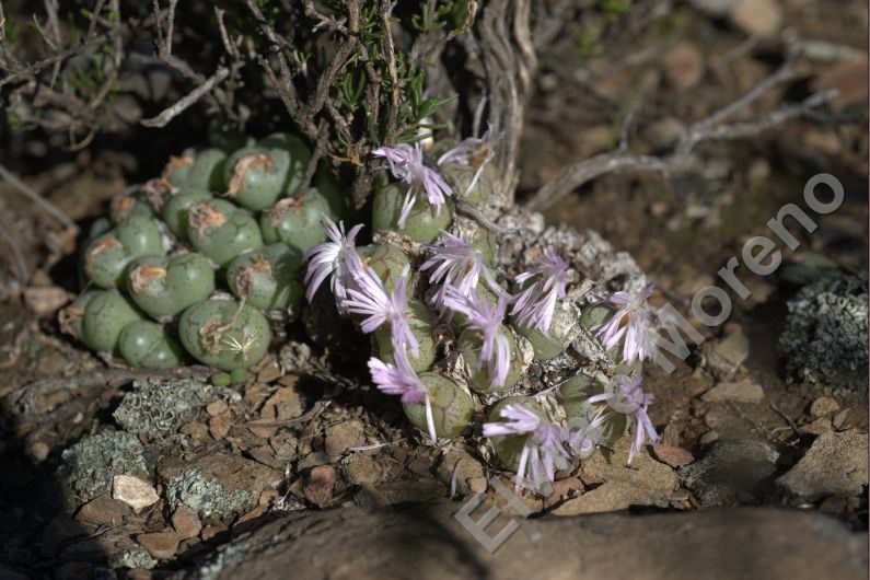 Conophytum filiforme