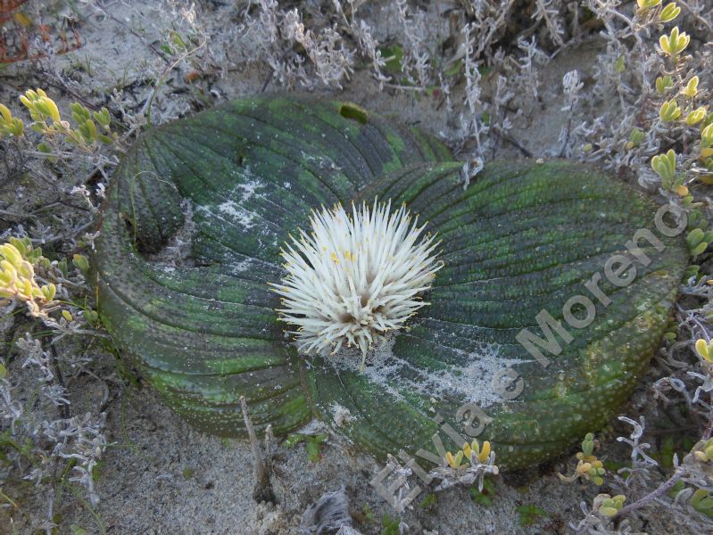 Massonia pustulata