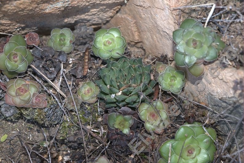 Crassula hemisphaerica