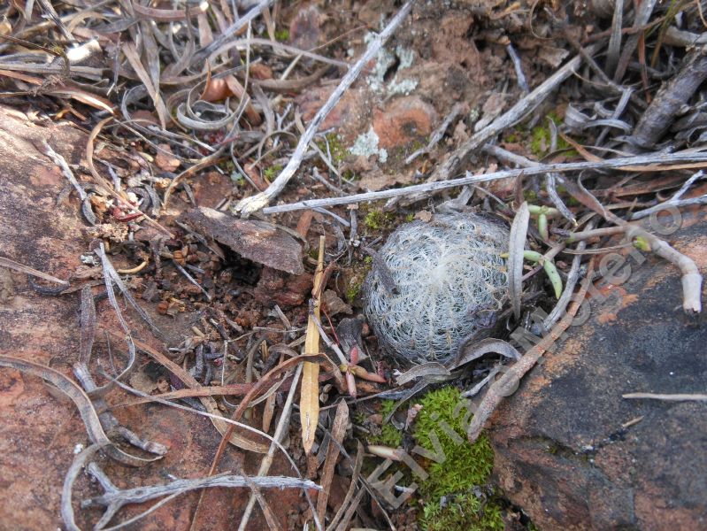 Haworthia arachnoidea ssp. aranea