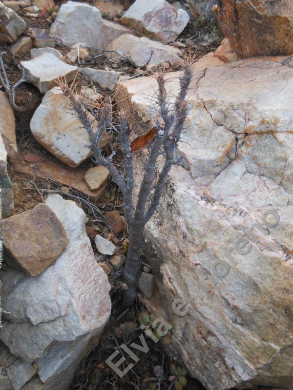 Pachypodium bispinosum