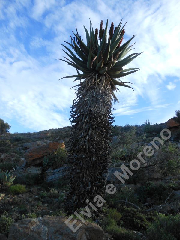 Aloe ferox