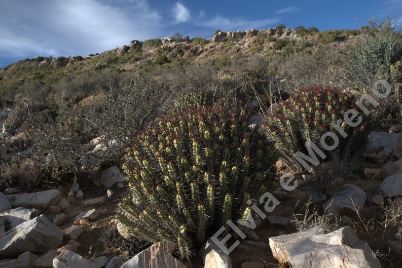 Euphorbia heptagona