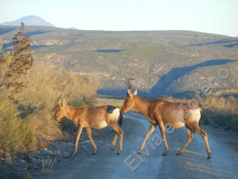 Impala (Apyceros melampus)