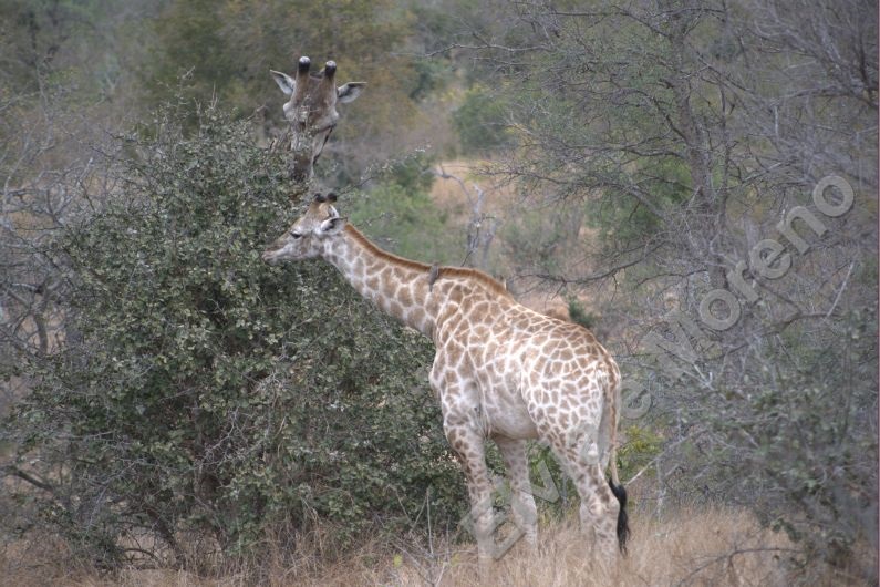 Giraffa