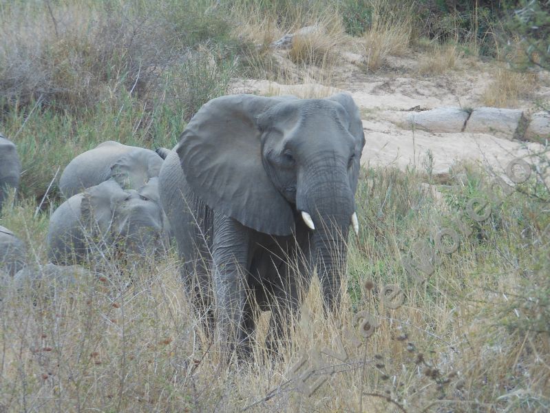 Elefante africano (Lexodonta africana)