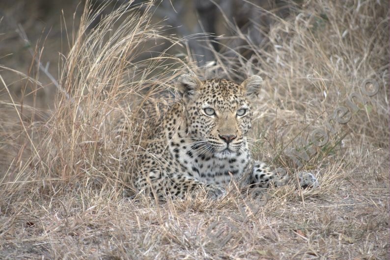 Leopardo (Panthera pardus)